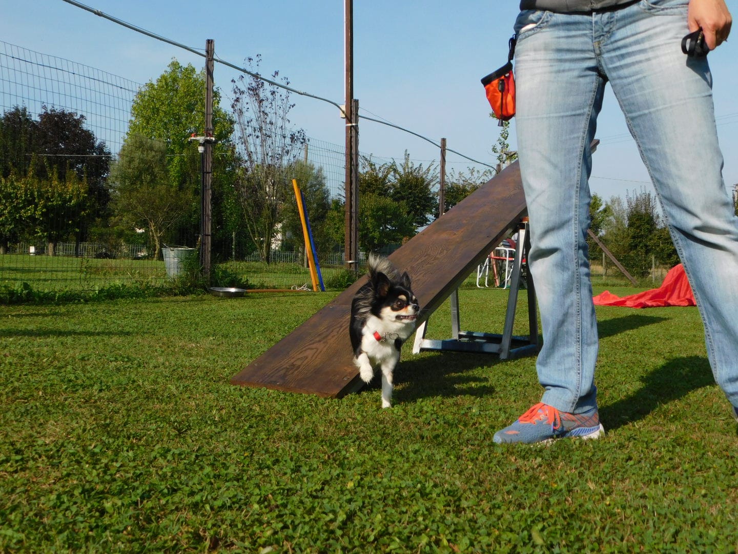 foto di persona e cane